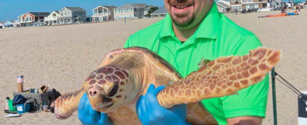 Turtle with nine lives back in the sea