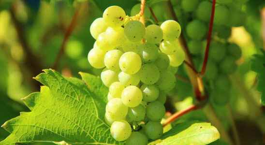 Utrecht winegrowers happy with hot and dry weather Its fine