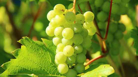 Utrecht winegrowers happy with hot and dry weather Its fine