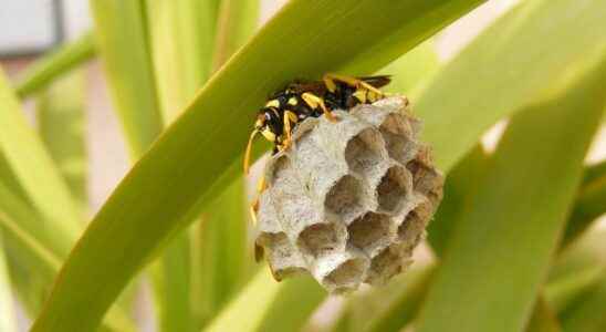Wasp nest how to get rid of it effectively