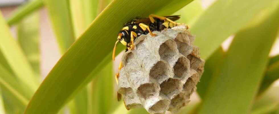 Wasp nest how to get rid of it effectively