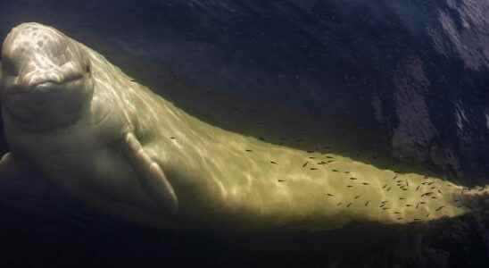 What outcome for the beluga lost in the Seine