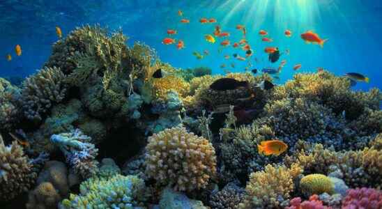 When corals merge to better survive