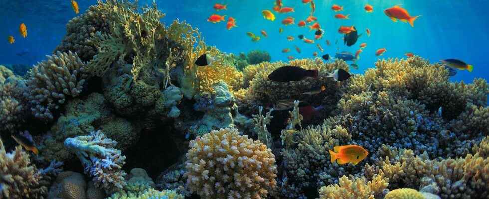 When corals merge to better survive