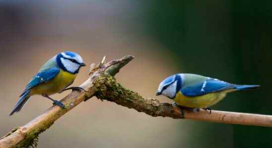 Why do birds lose their colors with global warming