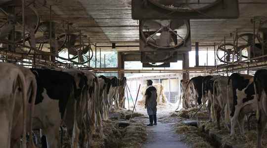 With the drought milk producers face the risk of shortages