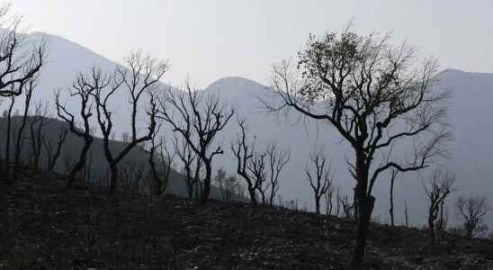 at least 26 dead in forest fires in the north