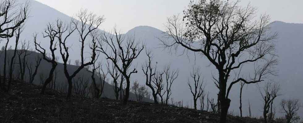 at least 26 dead in forest fires in the north