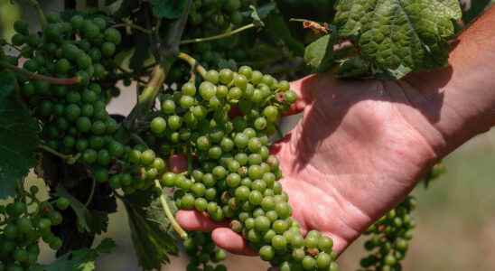 the absence of rain and the heat satisfy the winegrowers