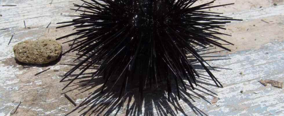the massive mortality of black sea urchins in Guadeloupe worries