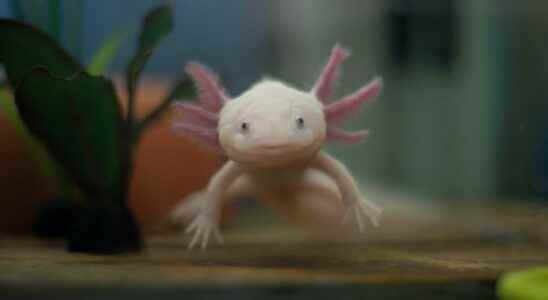 Axolotls can regenerate any cell in their brain