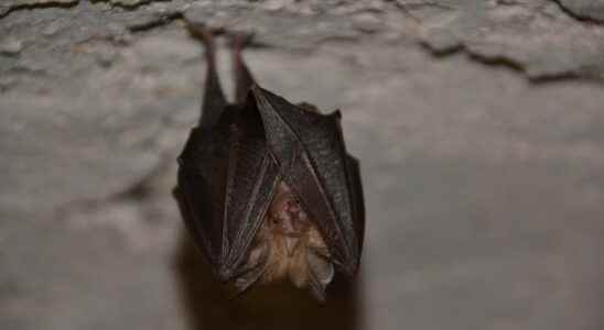 Bats are not the cause of SARS CoV 2 according to an