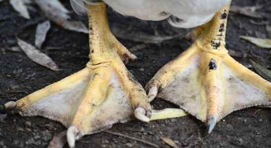 Bird flu in Bunschoten Spakenburg 150 birds culled