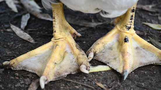 Bird flu in Bunschoten Spakenburg 150 birds culled