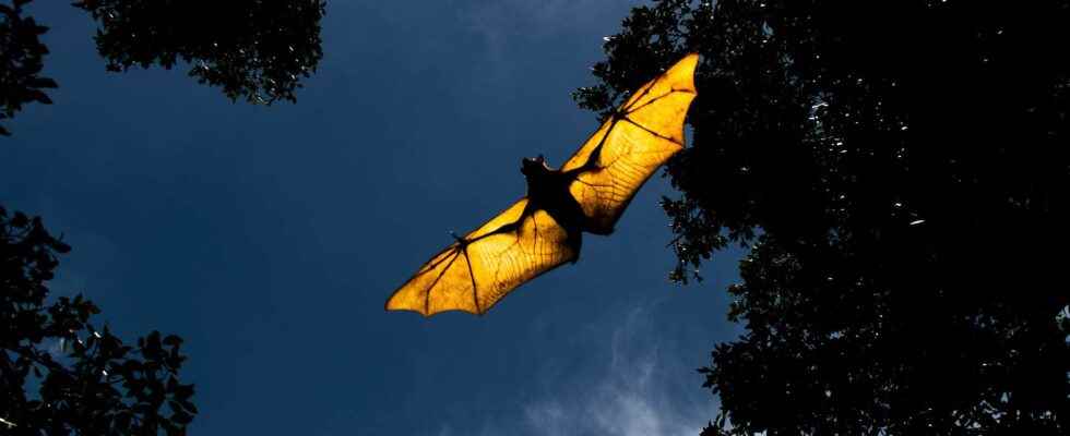 Covid 19 The role of bats in the appearance of the