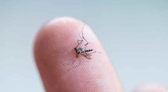 Dengue fever increase in France symptoms is it serious