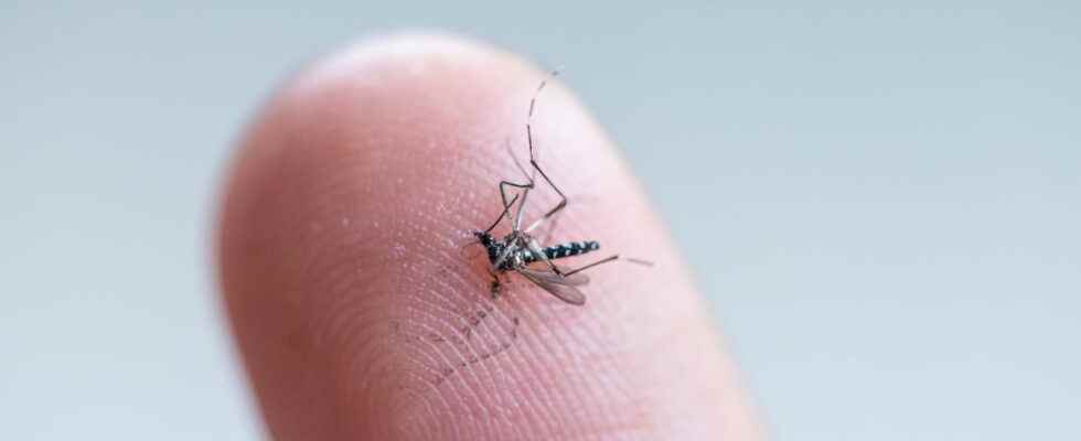 Dengue fever increase in France symptoms is it serious
