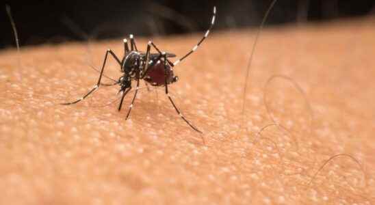 Dengue fever the Directorate General of Health warns of several