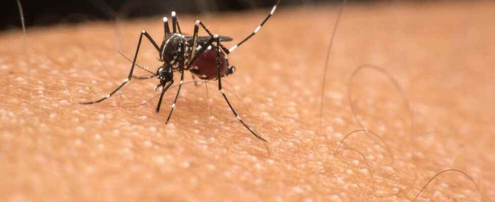 Dengue fever the Directorate General of Health warns of several