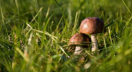 Do mushrooms only grow in autumn