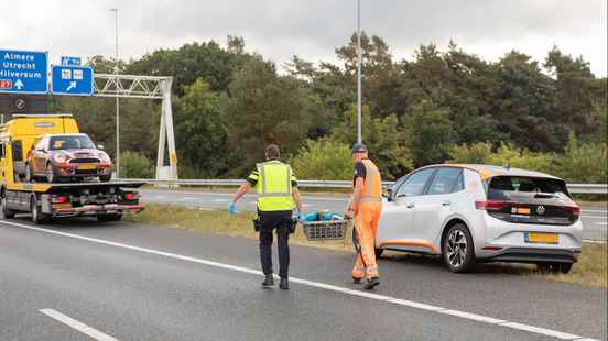 Dog killed on A1 near Eemnes