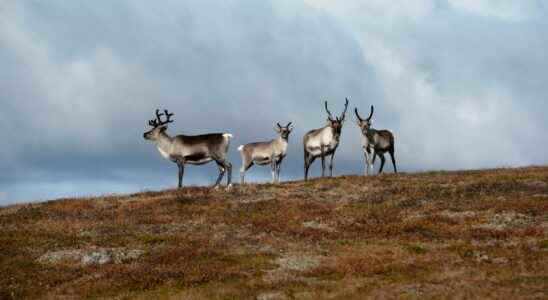 Dreaded disease may have been found during reindeer slaughter