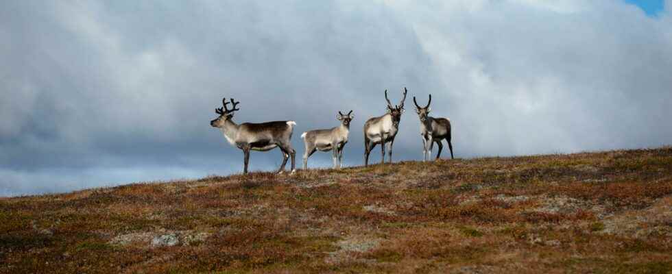 Dreaded disease may have been found during reindeer slaughter