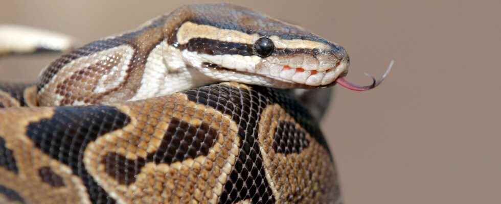 Dumped python found in recycling