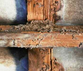 Everything you need to know about termites