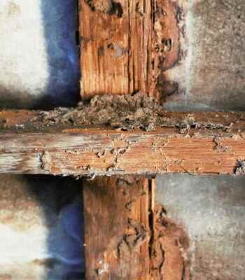 Everything you need to know about termites