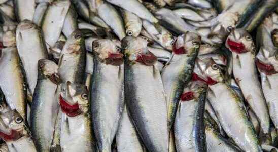 Fish season is open It protects from cancer heals asthma