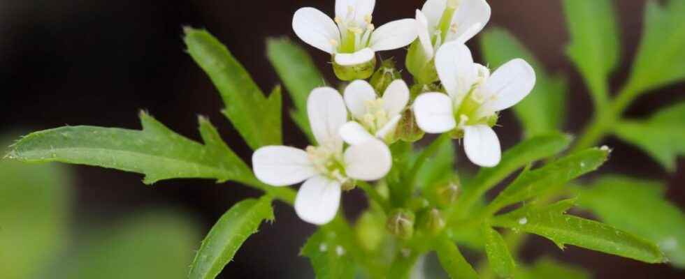 Get inspired by plants that produce their own aspirin