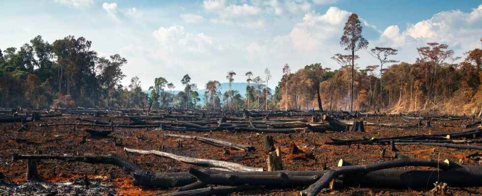 Illegal deforestation in the Amazon sad record of more than