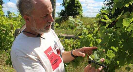 Lambton County winemaker seeks action on drift herbicide