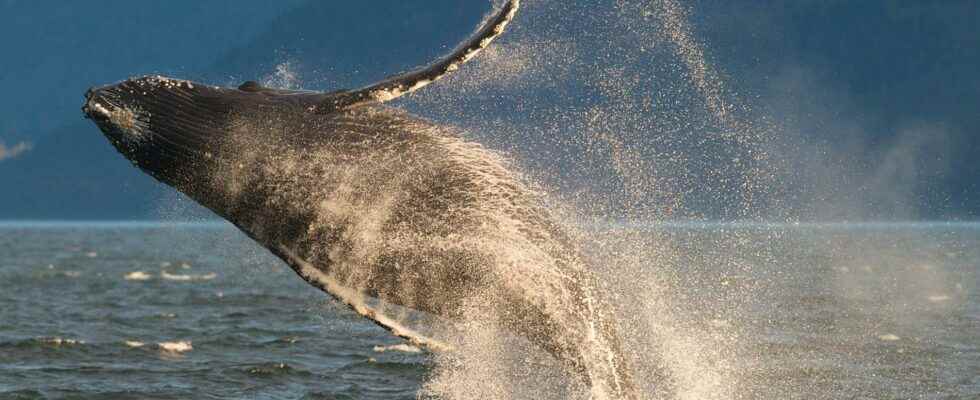 Local whale song spreads to other populations