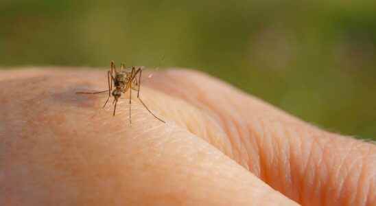 Mosquitoes why do they always bite the same people