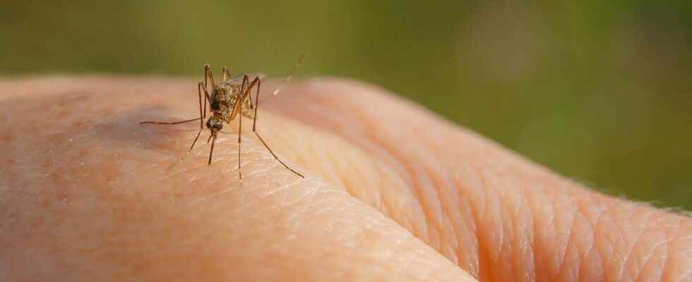 Mosquitoes why do they always bite the same people