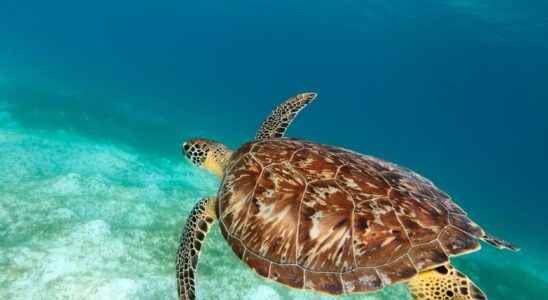 One million endangered sea turtles killed