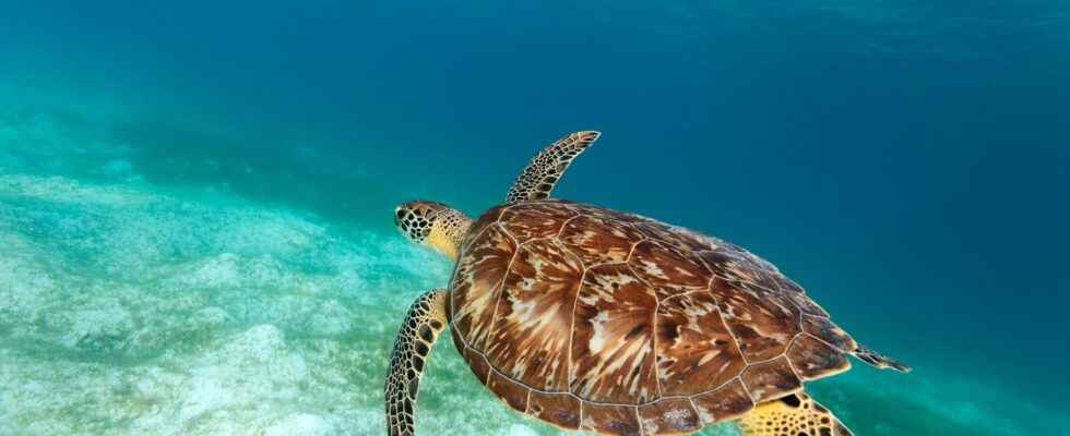 One million endangered sea turtles killed