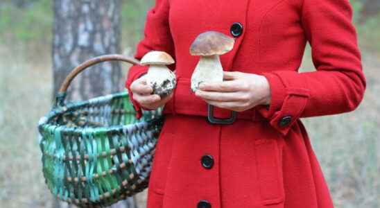Picking mushrooms edible toxic good practices