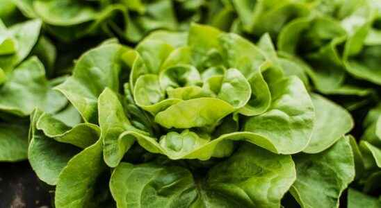 Recall of salad contaminated with listeria at Leclerc and Monoprix