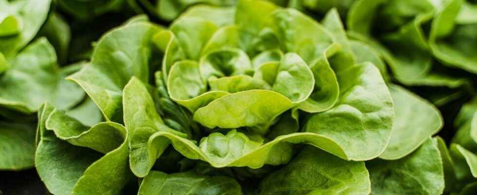 Recall of salad contaminated with listeria at Leclerc and Monoprix