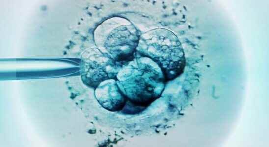Researchers Create Worlds First Synthetic Embryos