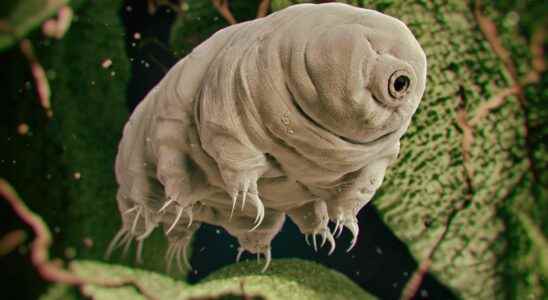 Tardigrades we know why these creatures with superpowers survive dehydration