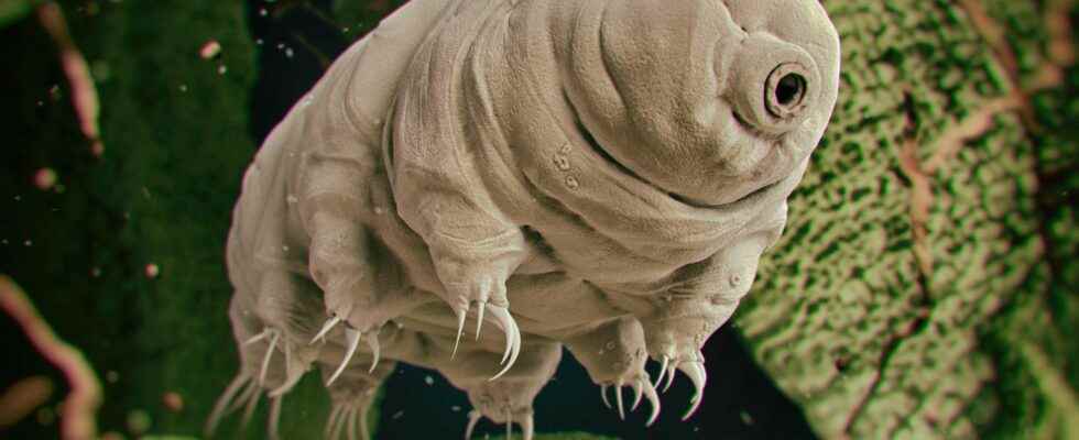 Tardigrades we know why these creatures with superpowers survive dehydration