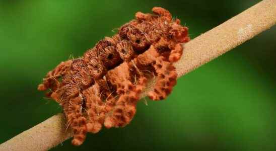 The caterpillar that wants to be as scary as a