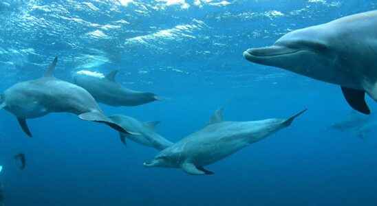 These dolphins maintain an incredible social network