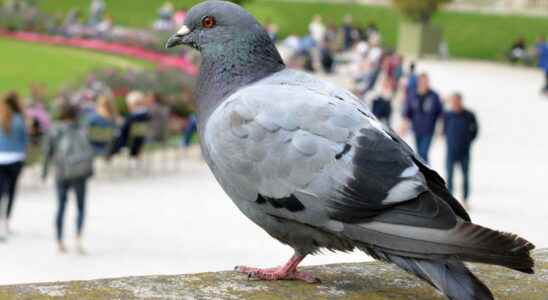This new pigeon droppings scam swarms the streets of France