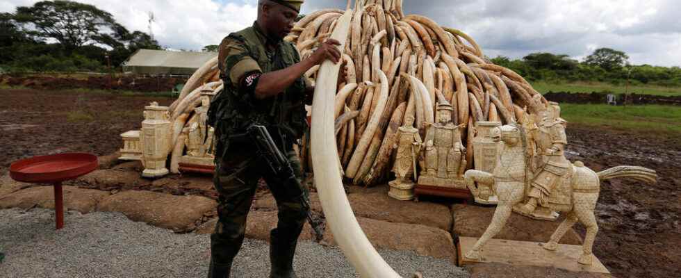 Wanted US ivory trafficker extradited from Kenya
