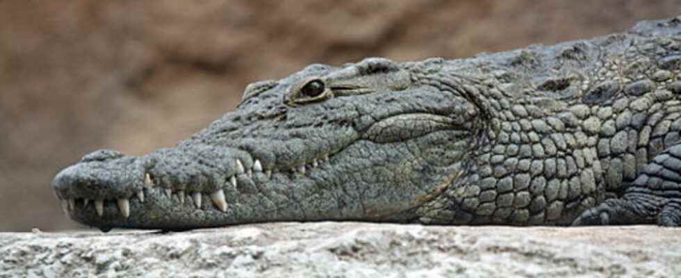 prevention against crocodile attacks in Queensland is controversial